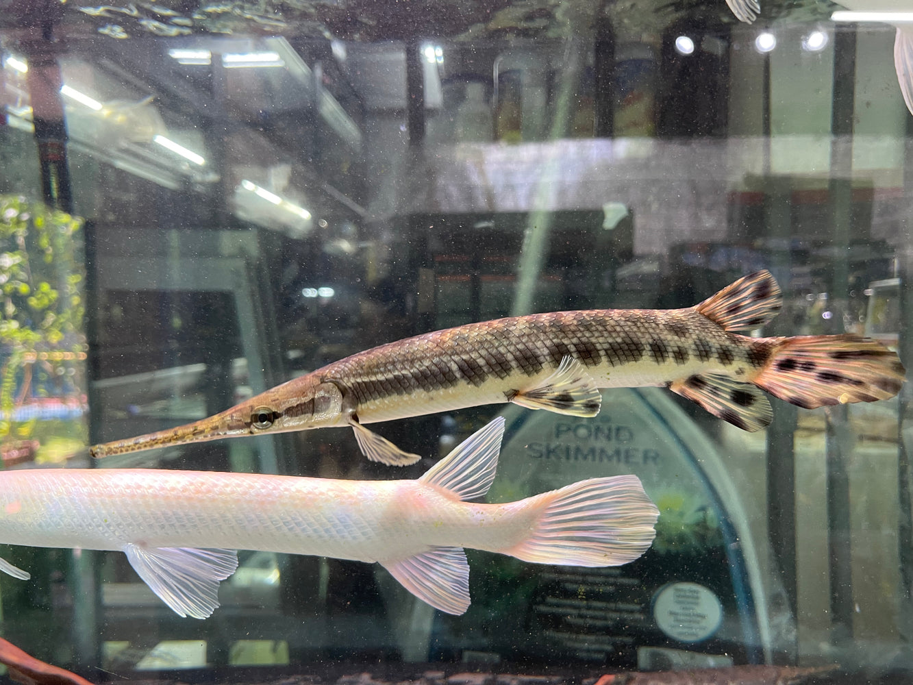 * Other Species *  (TSG) Lepisosteus Oculatus (True Spotted Gar) "Trinity River" 28-35cm