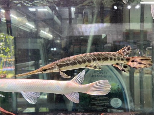 * Other Species *  (TSG) Lepisosteus Oculatus (True Spotted Gar) "Trinity River" 28-35cm
