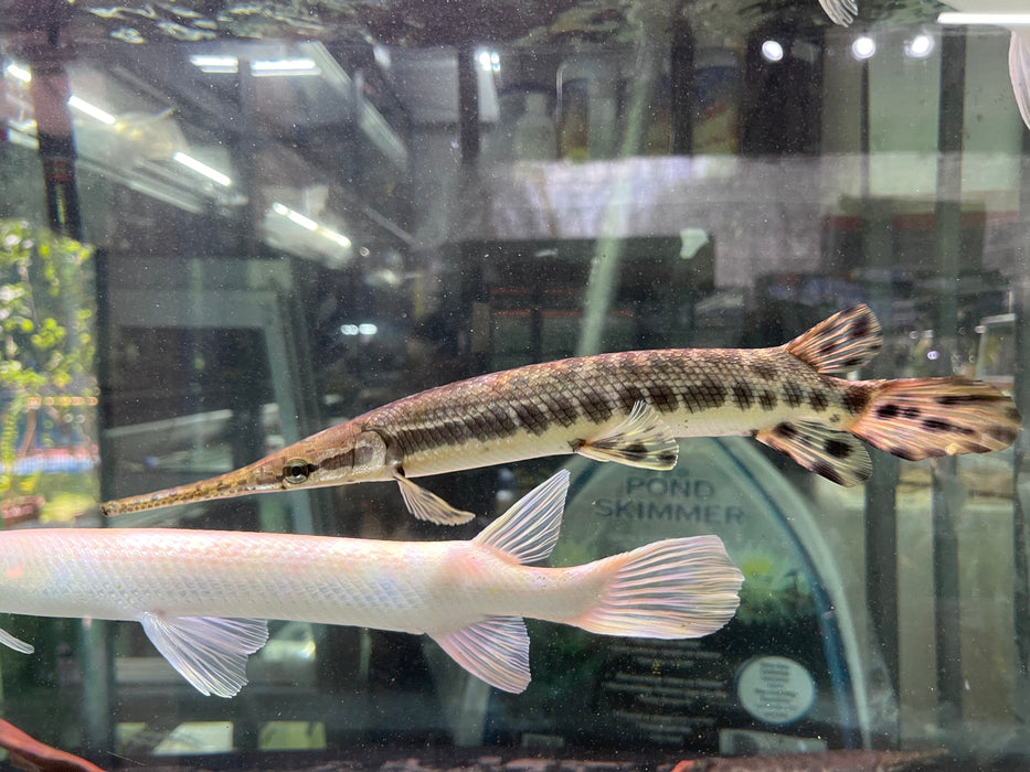 * Other Species *  (TSG) Lepisosteus Oculatus (True Spotted Gar) "Trinity River" 28-35cm