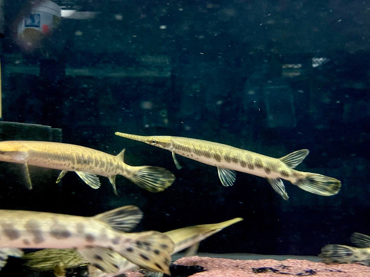 * Other Species *  (TSG) Lepisosteus Oculatus (True Spotted Gar) "Trinity River" 22-25cm