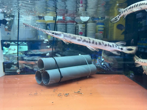 * Other Species * Lepisosteus Osseus (Longnose Gar) 28-32cm