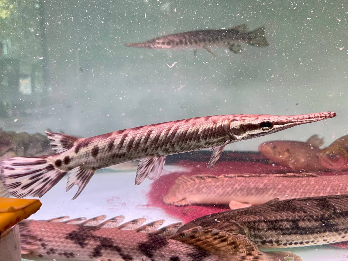 Other Species * Atractosteus Tropicus (Tropical Gar) 28-35cm