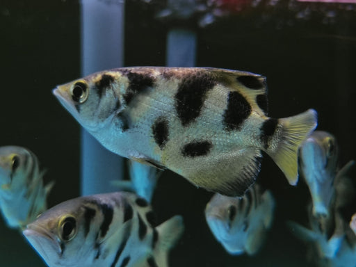* Other Species * Toxotes Siamensis (Marbled archerfish) 9-11cm