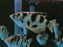 * Other Species * Toxotes Siamensis (Marbled archerfish) 9-11cm