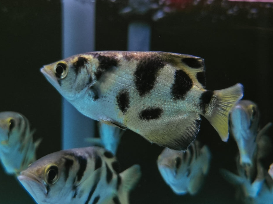 * Other Species * Toxotes Siamensis (Marbled archerfish) 9-11cm