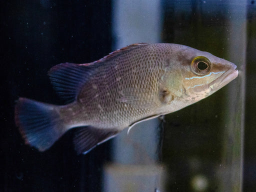 * Other Species * Lutjanus agennes (African Red Snapper) 6-8 cm
