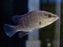 * Other Species * Lutjanus agennes (African Red Snapper) 6-8 cm
