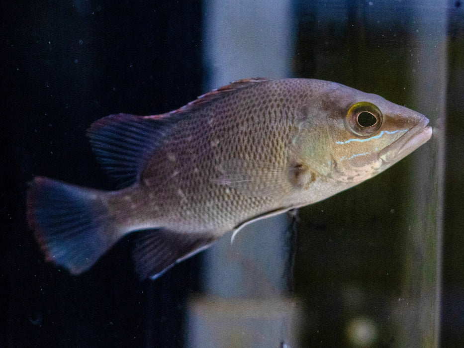 * Other Species * Lutjanus agennes (African Red Snapper) 6-8 cm