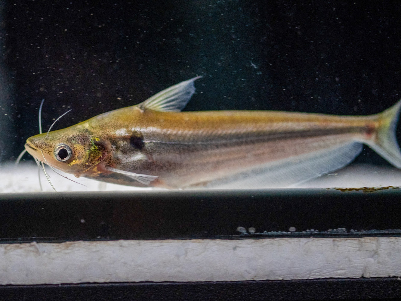 * Catfish * Schilbe cf. mystus (African Butter Catfish) 10-12cm