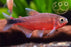 * Tetra/Barb * Hyphessobrycon sp. Infernalis (Infernal Tetra)