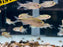 * Tetra/Barb * Hyphessobrycon sp. Infernalis (Infernal Tetra)
