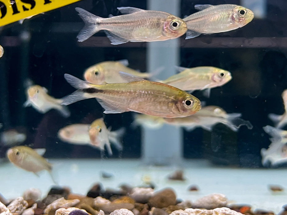 * Tetra/Barb * Hyphessobrycon sp. Infernalis (Infernal Tetra)