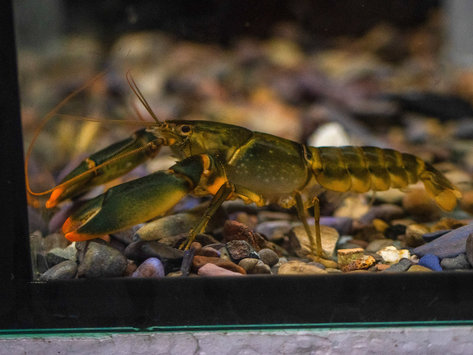 * Shrimps *  Cherax Snowden (Orange Tip Crayfish)