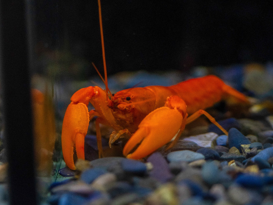 * Shrimps *  Cherax Holthuisi (Apricot Crayfish)