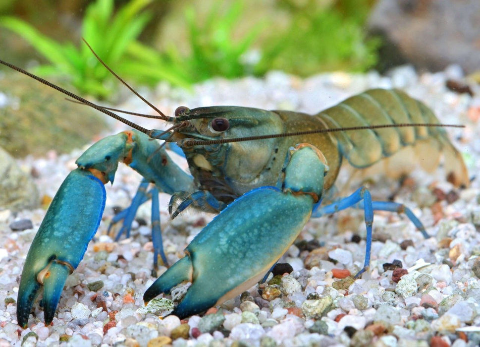 * Shrimps *  Cherax Bosemani Blue (Blue Clawed Crayfish)