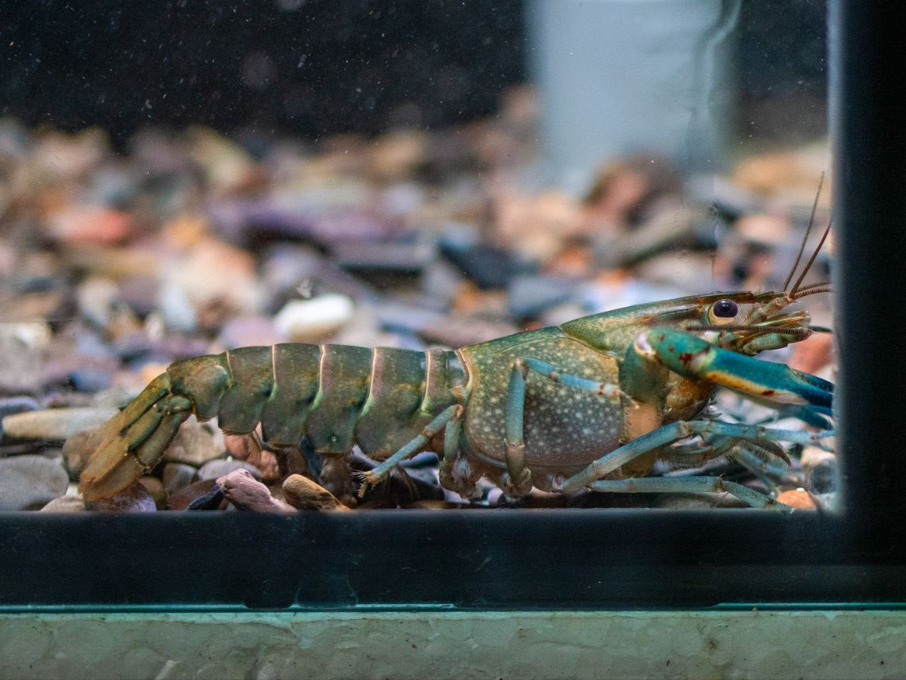 * Shrimps *  Cherax Bosemani Blue (Blue Clawed Crayfish)