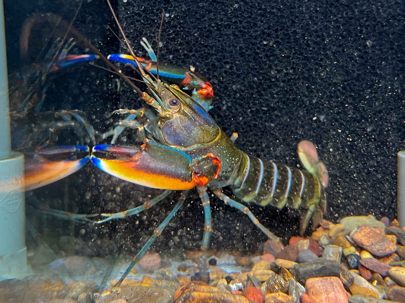 * Shrimps *  Cherax Alyciae (Blue Kong Crayfish)