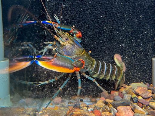 * Shrimps *  Cherax Alyciae (Blue Kong Crayfish)