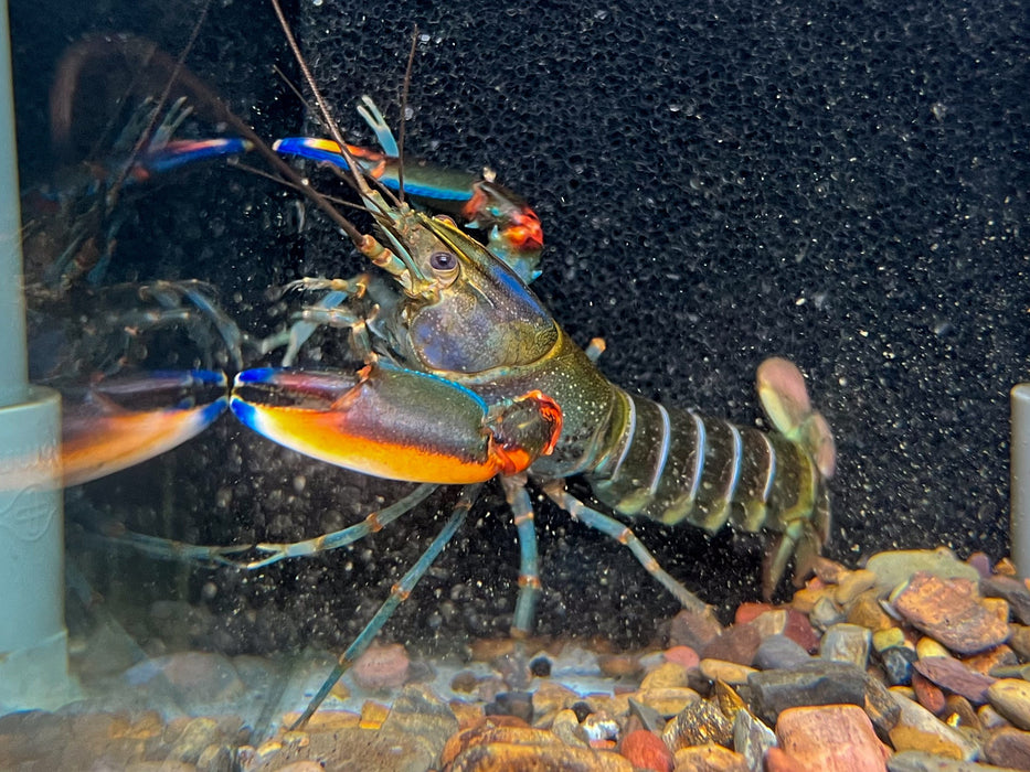 * Shrimps *  Cherax Alyciae (Blue Kong Crayfish)