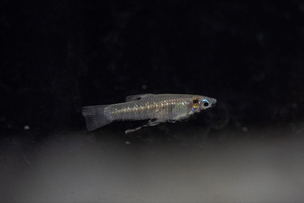 * Livebearers *  Girardinus Metallicus “Black Belly” Pair