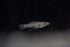 * Livebearers *  Girardinus Metallicus “Black Belly” Pair