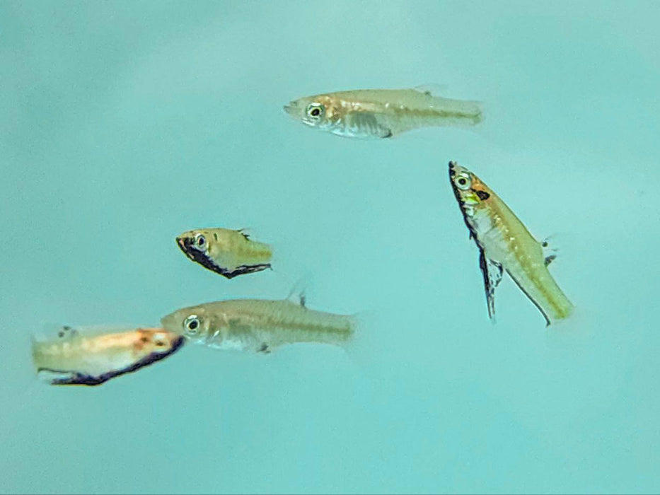 * Livebearers *  Girardinus Metallicus “Black Belly” Pair