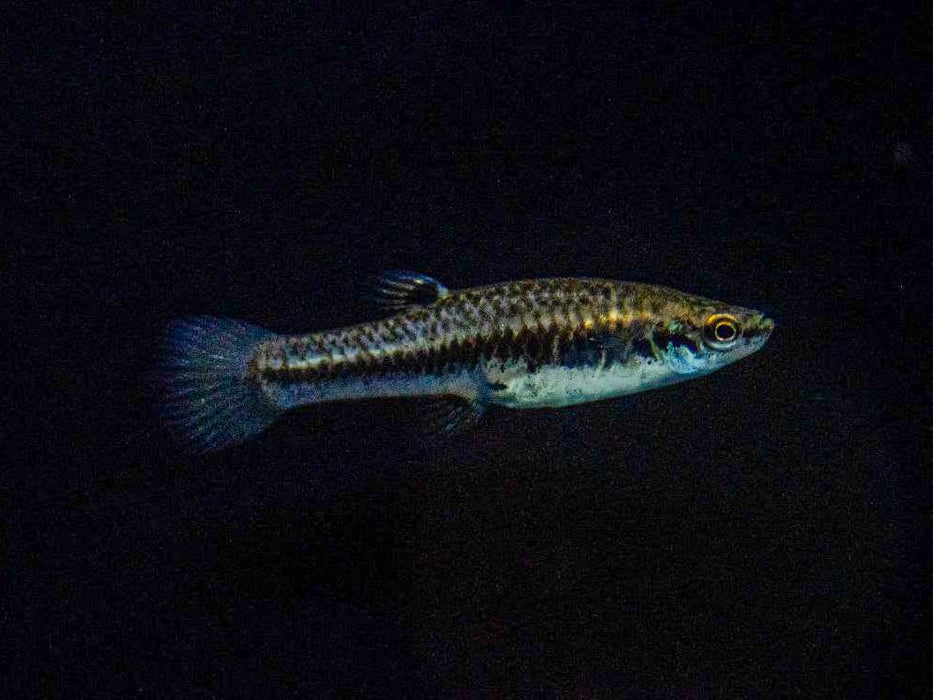 * Livebearers *  Heterandria Formasa (Least Killifish) 2-3cm