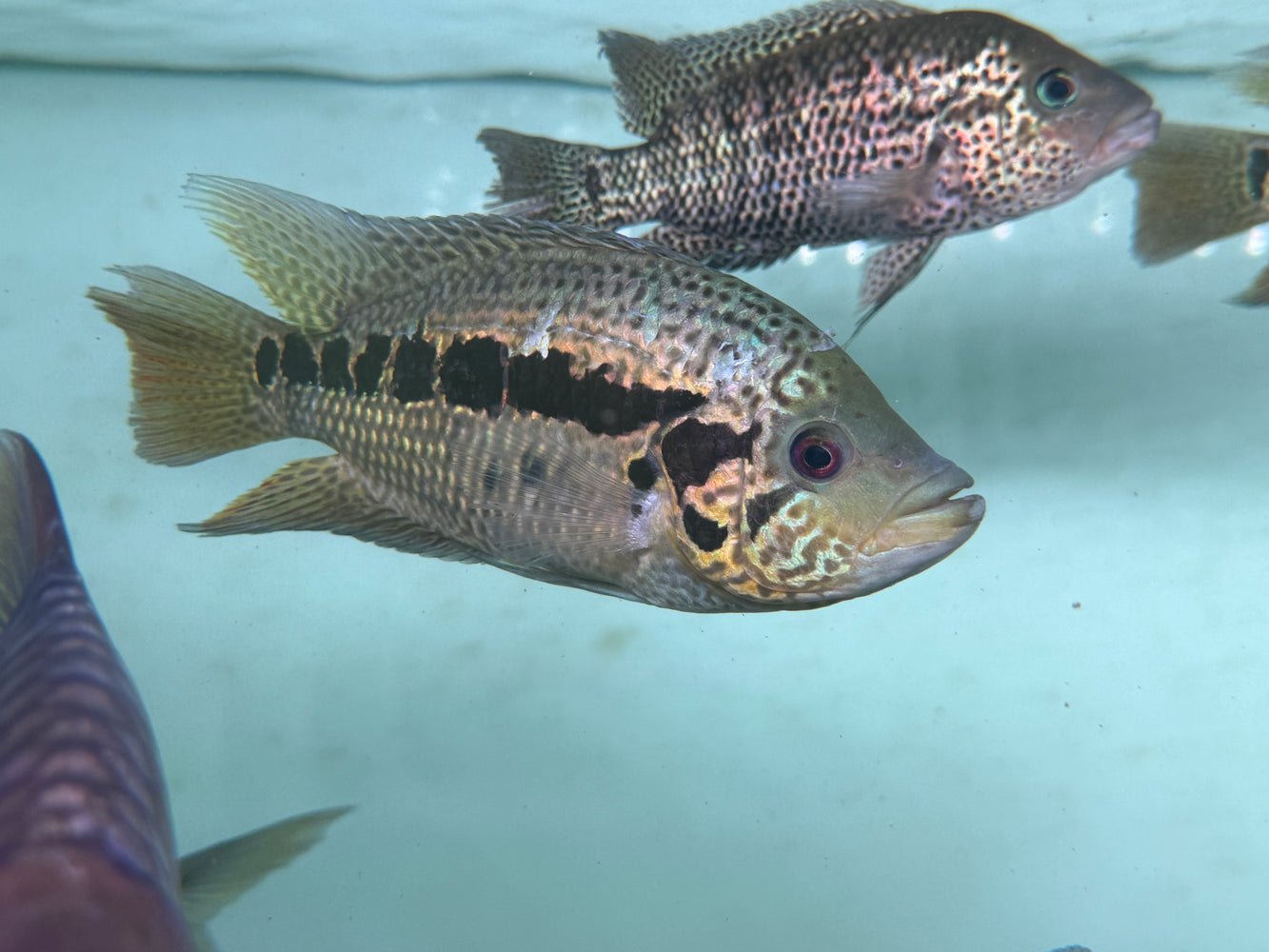 * Cichlids * Parachromis loisellei (Yellow jacket cichlid) 14-16cm