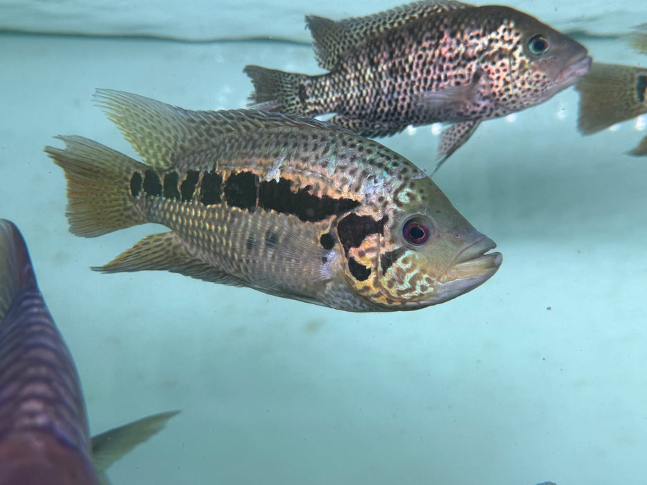 * Cichlids * Parachromis loisellei (Yellow jacket cichlid) 14-16cm