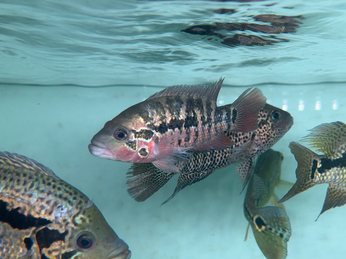 * Cichlids * Parachromis motaguensis "Rio Blanco" 12-14cm