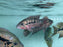 * Cichlids * Parachromis motaguensis "Rio Blanco" 12-14cm