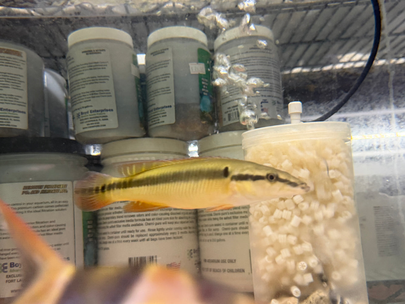 * Cichlids * Crenicichla (Lacustria) Zebrina 16-21cm
