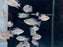 * Cichlid * Paratilapia Polleni (Marakely) 5-7cm