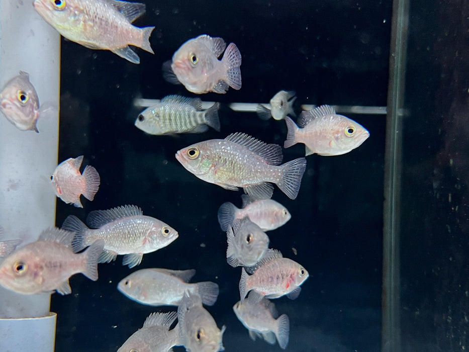 * Cichlid * Paratilapia Polleni (Marakely) 5-7cm
