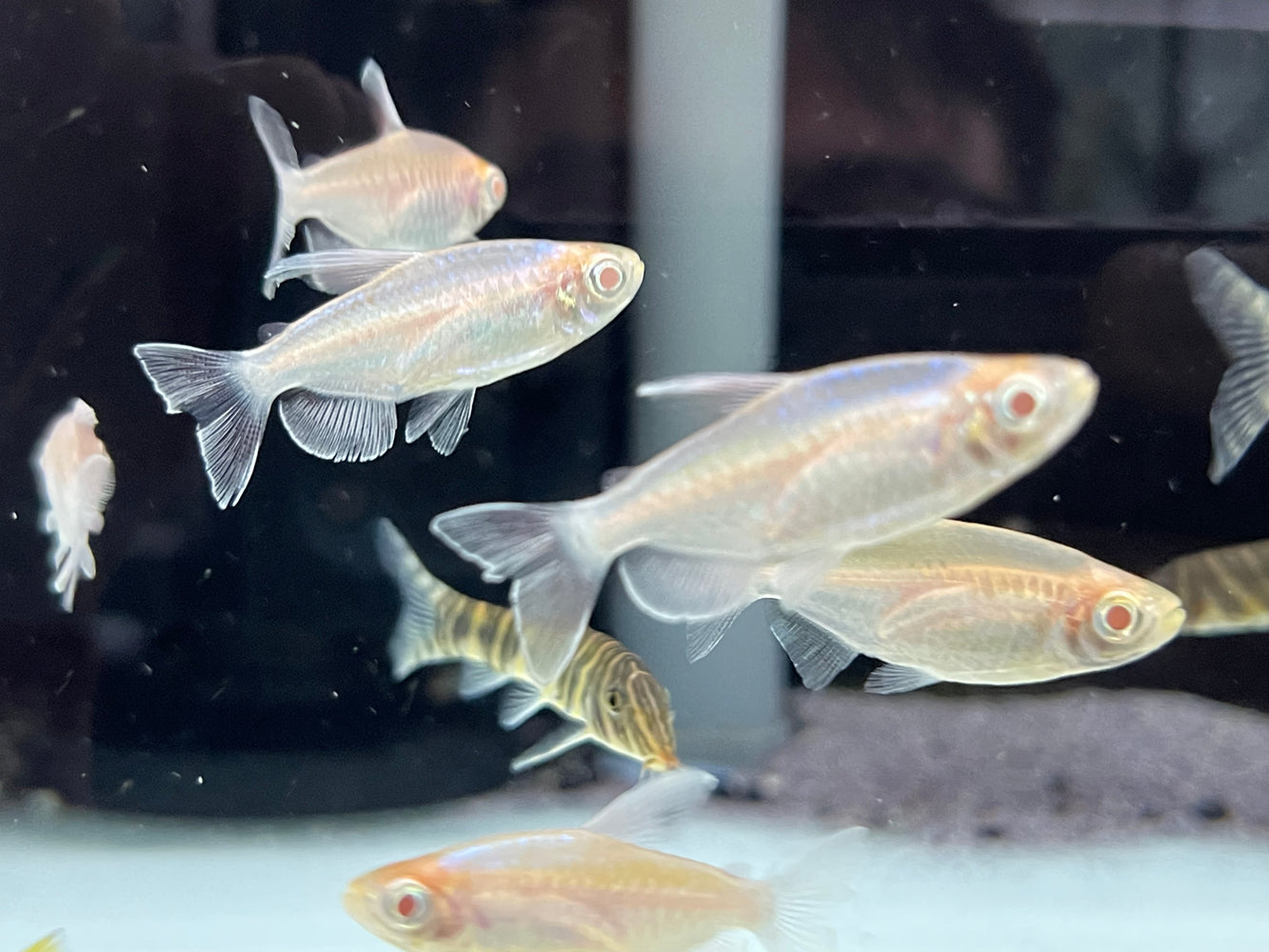 * Tetra/Barb  * Phenacogrammus interruptus “Albino” (Albino Congo tetra)