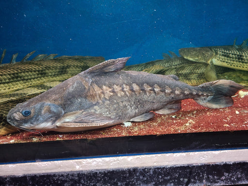 * Catfish * Lithodoras Dorsalis (Rock Bacu) 60cm+