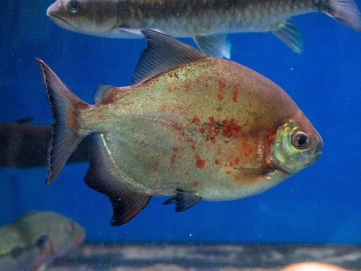 * Other Species * Tometes ancylorhynchus Blacktip parrot beak pacu 25-27cm
