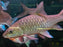 * Other Species * Tor Tambra (Blue Mahseer) 35-40cm