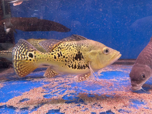 * Cichlid * Cichla Kelberi Short Body 25-28cm