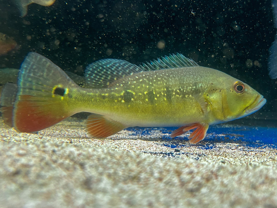 * Cichlid * Cichla Intermedia 20-25cm