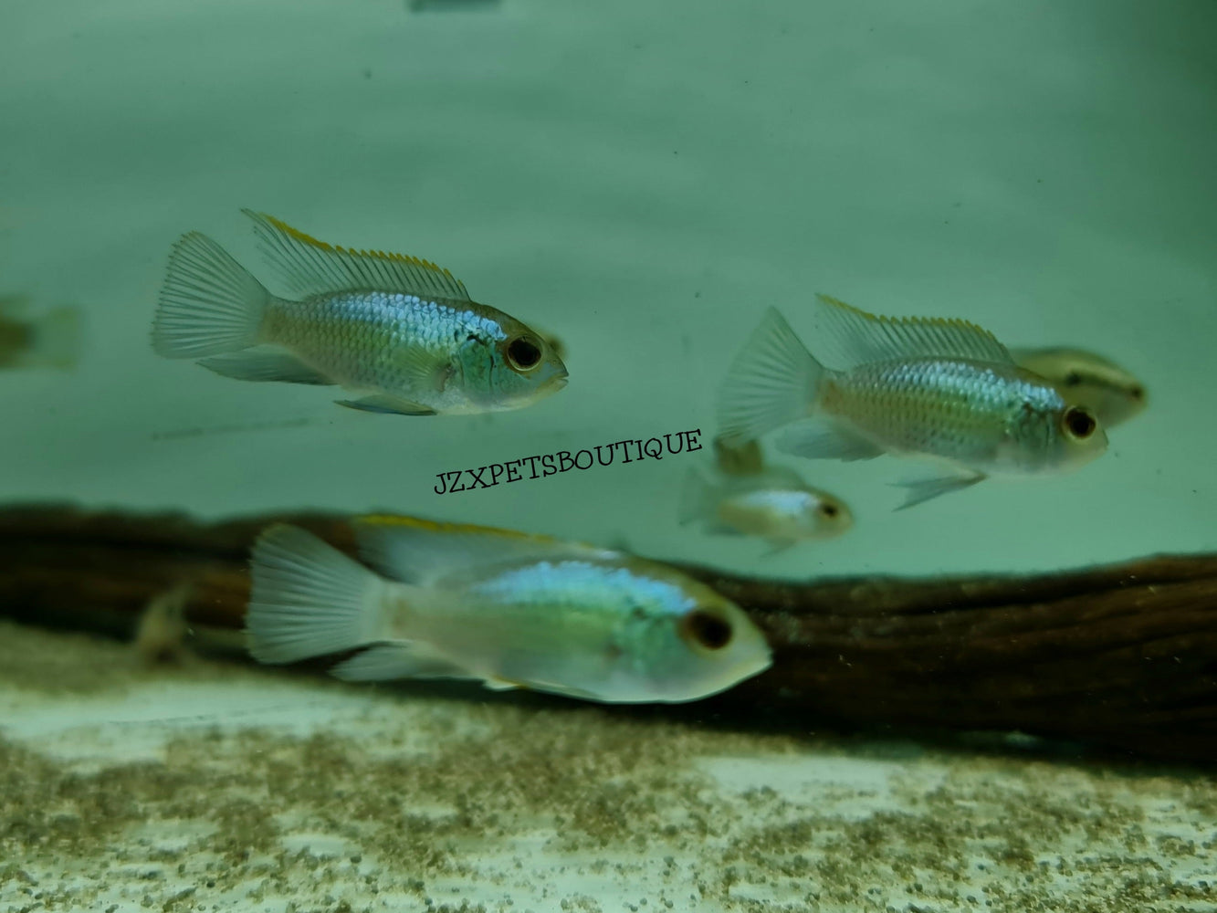 * Cichlids * Andinoacara Pulcher (Electric Blue Acara) 4-7cm