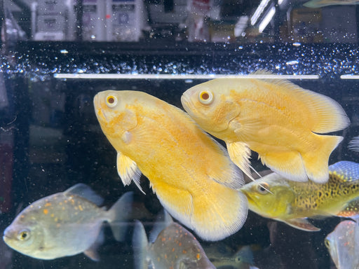 * Cichlids * Astronotus Ocellatus Lemon (Lemon Oscar) 10-15cm