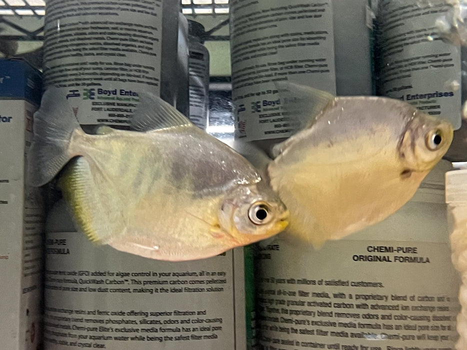 * Other Species * Mylossoma Duriventre (Silver Mylossama)