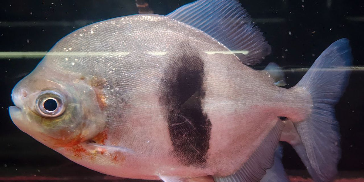 emperor blue hook fish Angelfish Adult Size: XL 6" to 7" Violet Aquarium Imperator Angelfish Juvenile (Pomacanthus Imperator)