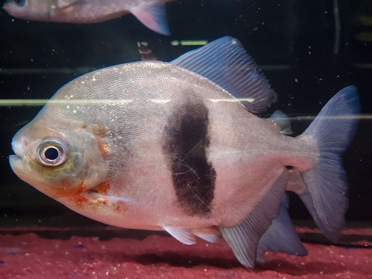* Other Species* Myloplus aylan EBH (Emperor blue hook) 18-23cm — jzxonline