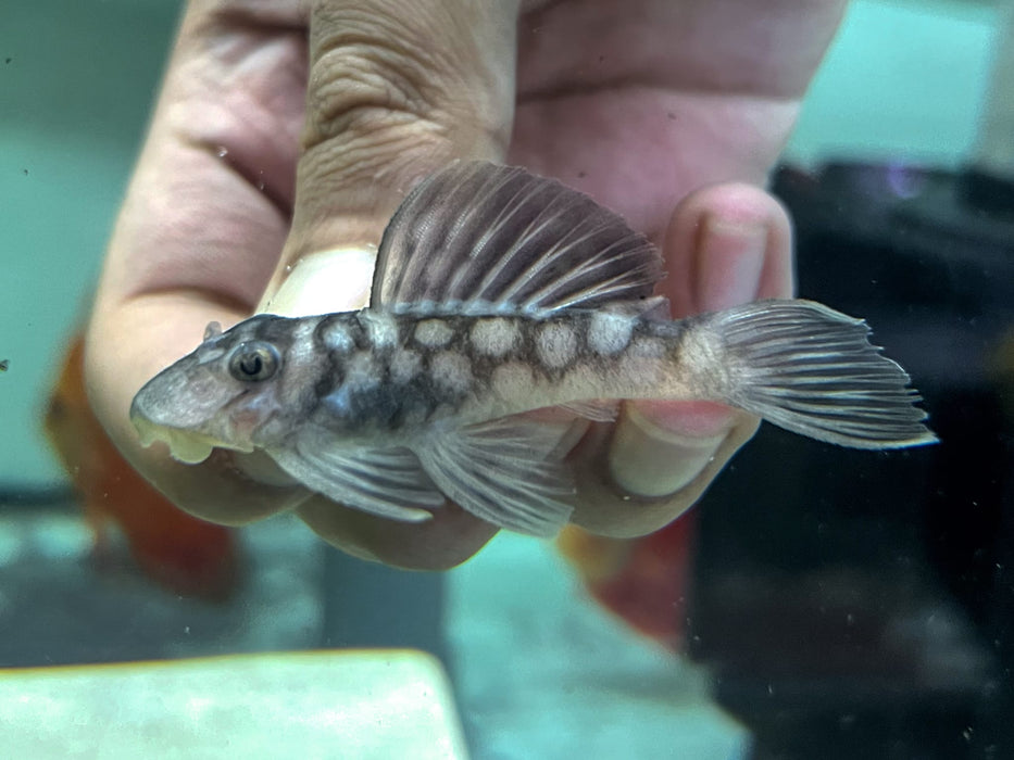* Pleco *  Spectracanthicus cf. zuanoni (L354) 6-8cm