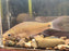 * Tetra/Barb  * Osteochilus Vitatus (Bonylip Barb)