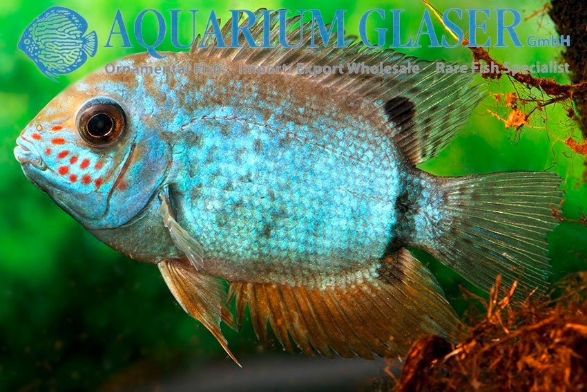 * Cichlids * Heros sp. Turquoise Lago Jua 5-7cm