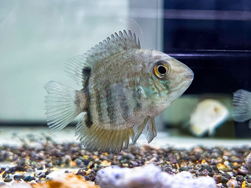 * Cichlids * Heros sp. Turquoise Lago Jua 5-7cm