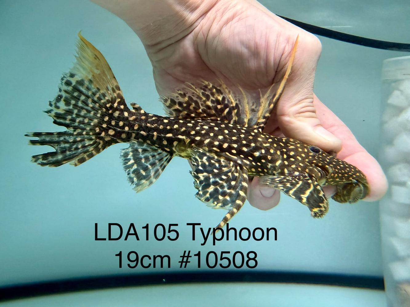 * Pleco * Pseudacanthicus sp Typhoon LDA105 19cm #10508 (Actual piece)